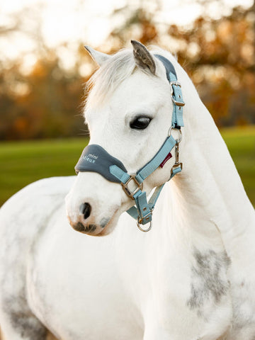 LeMieux Mini Vogue Headcollar