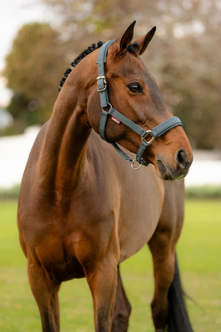 LeMieux Soft Shell Headcollar
