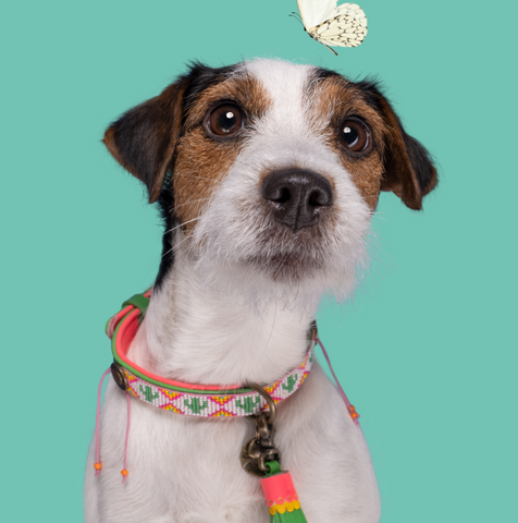 DWAM Tropical Summer halsband