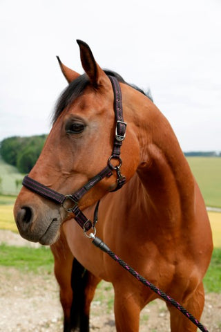 Covalliero GoLeyGo Halster