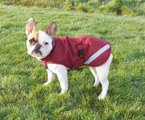 Bucas freedom dog rug