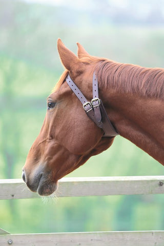 Shires licol anti-aspiration