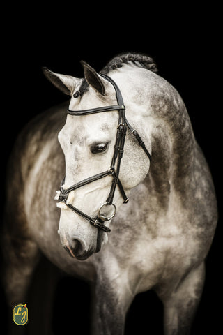 LJ Bridle New Pro Muserolle Mexicaine boucles en acier inoxydable