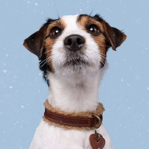 DWAM Teddy Halsband 4cm