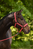 Covalliero Halster