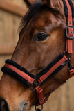 Covalliero halster