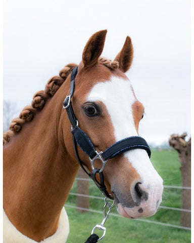 HB Showtime Velvet halster Shetland