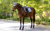LeMieux Essence Saddle Pad Close Contact Full Powder Blue