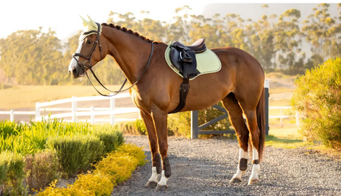 LeMieux Suede Close Contact zadeldek Macaron