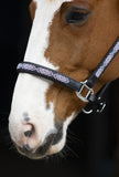 LJ Halster Pearl Perfect Pink leder