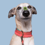 DWAM Holly halsband