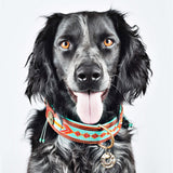 DWAM Paddy Lee halsband